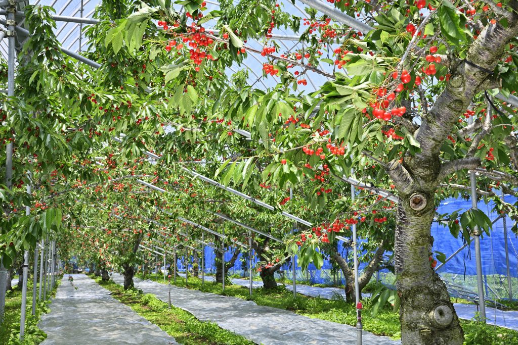 さくらんぼの木