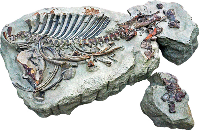 化石ハンター展 ゴビ砂漠の恐竜とヒマラヤの超大型獣(愛知県/名古屋市)