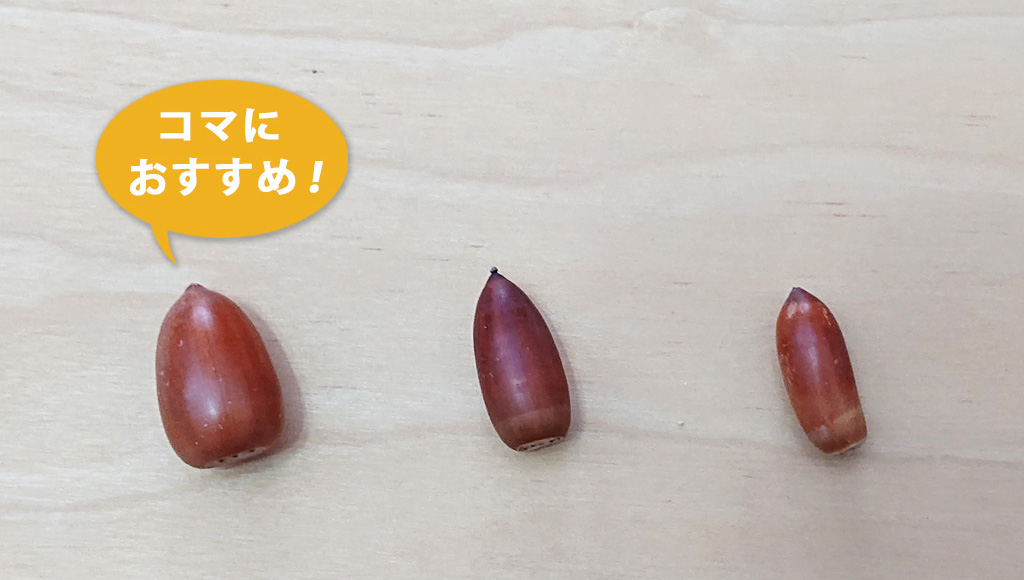 マテバシイのどんぐりはコマにおすすめ