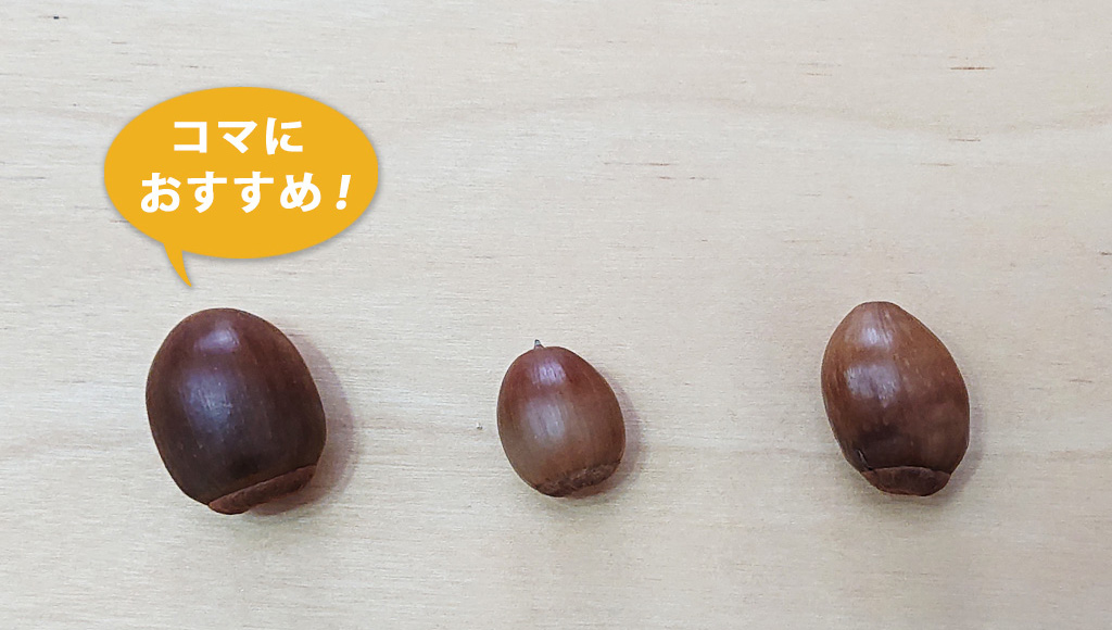 クヌギのどんぐりはコマに最適
