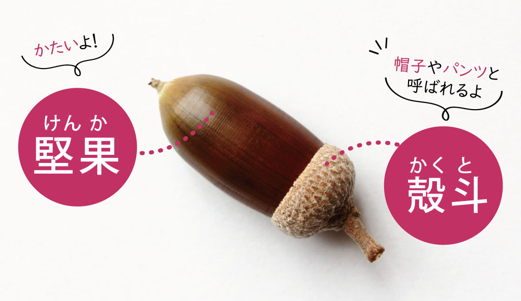 どんぐりの特徴