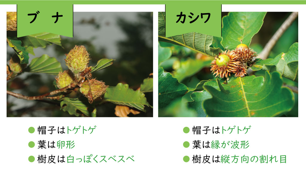 ブナ、カシワ