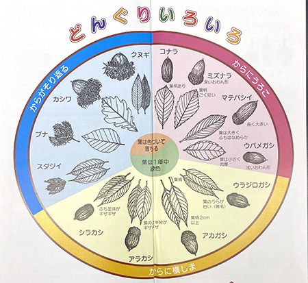 ミュージアムパーク茨城県自然博物館「タネはふしぎだね!」より