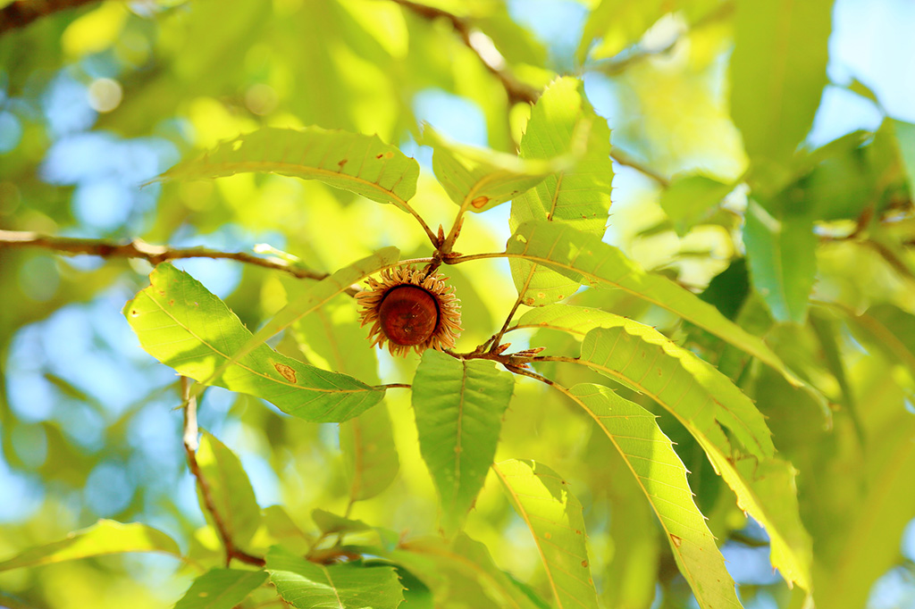 どんぐりの実の様子(夏)