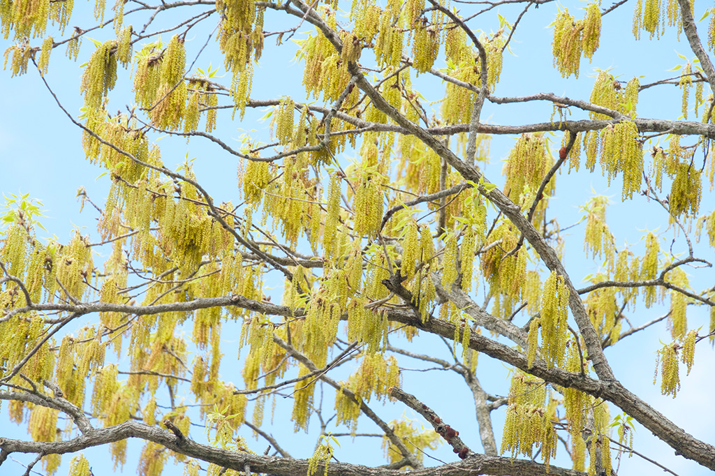 どんぐりの木(春)