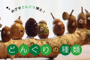 めざせどんぐり博士！どんぐりの木は日本に何種類？見分け方・季節・特徴もチェック