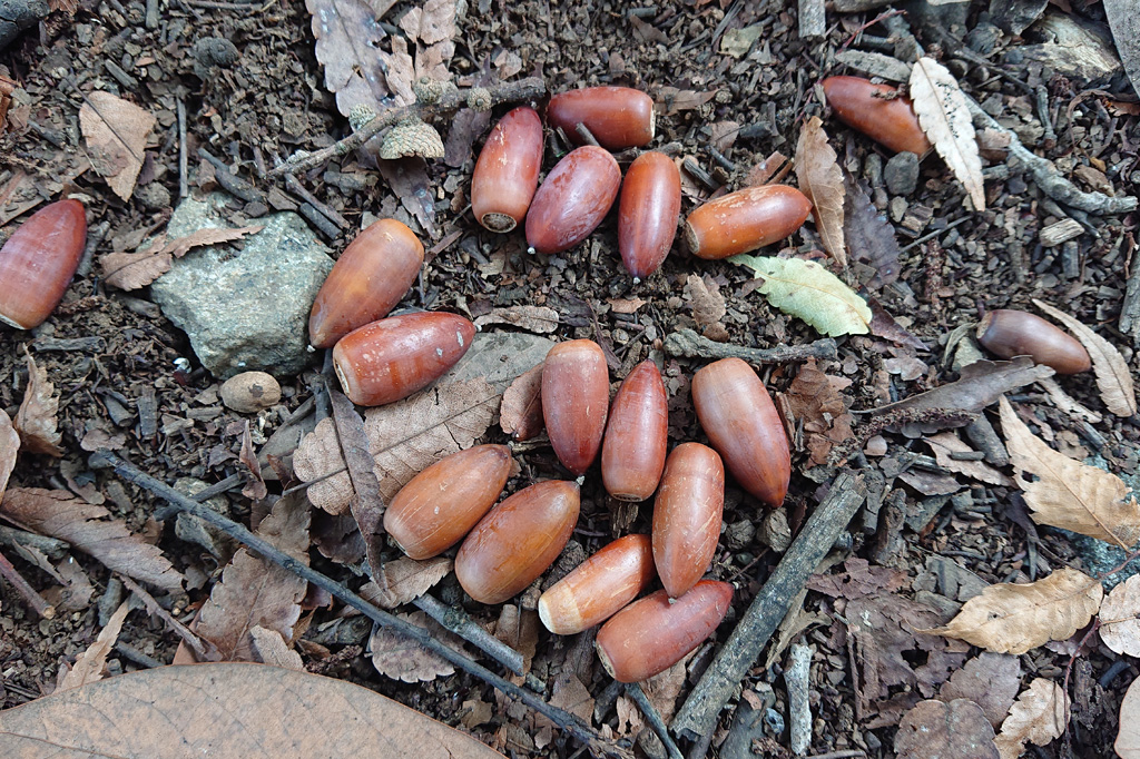 マテバシイの実