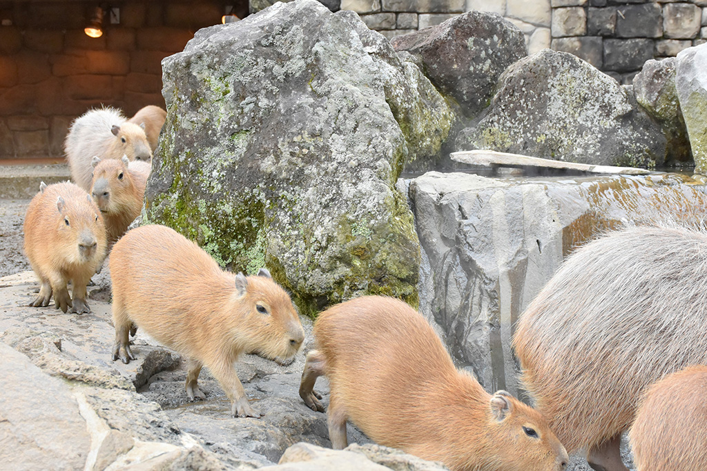 伊豆シャボテン動物公園（静岡県/伊東市）