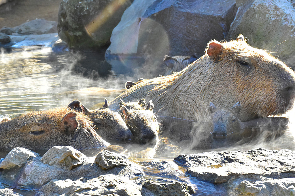伊豆シャボテン動物公園（静岡県/伊東市）