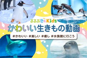子どもにおすすめ！かわいい生きもの動画♪　#かわいい#楽しい#癒し#水族館に行こう