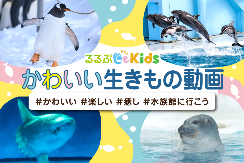 かわいい生きもの動画　#かわいい#楽しい#癒し#水族館に行こう