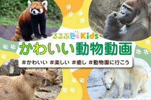 子どもにおすすめ！かわいい動物動画♪　#かわいい#楽しい#癒し#動物園に行こう