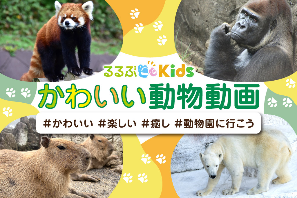 かわいい動物動画　#かわいい#楽しい#癒し#動物園に行こう