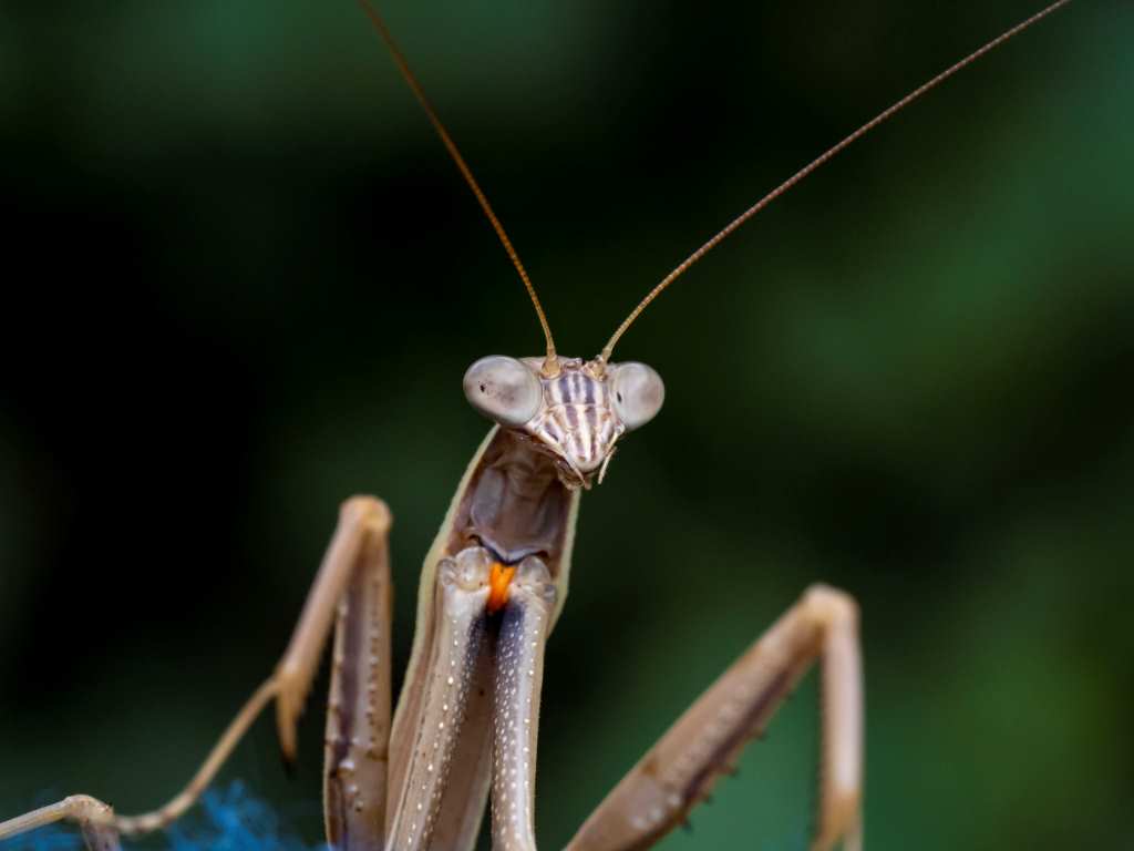 チョウセンカマキリ