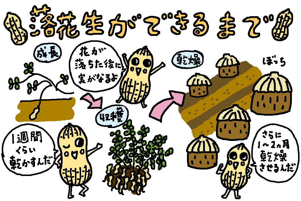 落花生ができるまで/千葉県の特産品