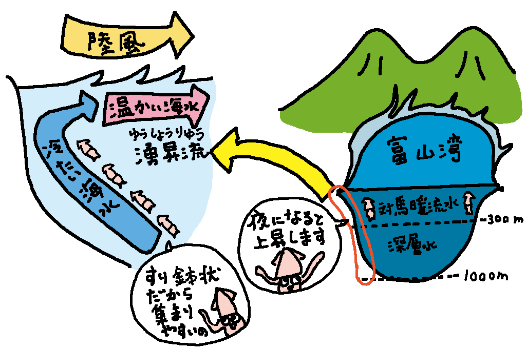富山湾でホタルイカがなぜとれるの?/富山県の特産品