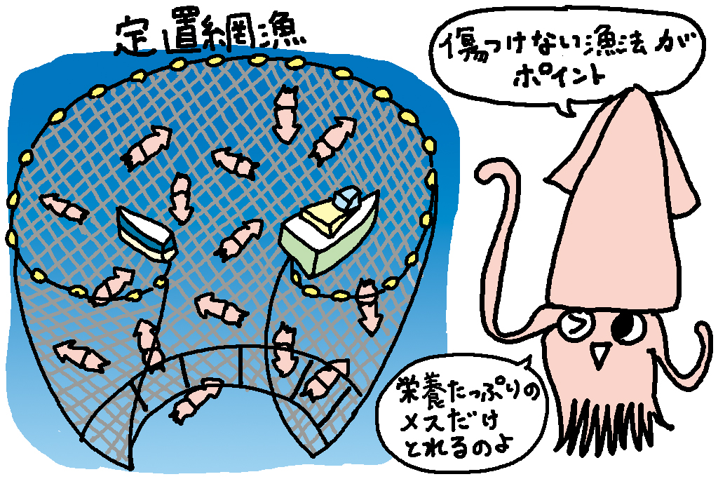 富山県のホタルイカがおいしい理由/富山県の特産品