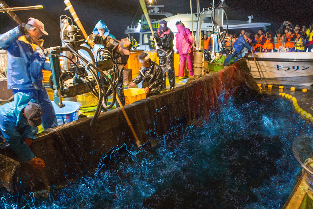 ほたるいか海上観光(富山県/滑川市)