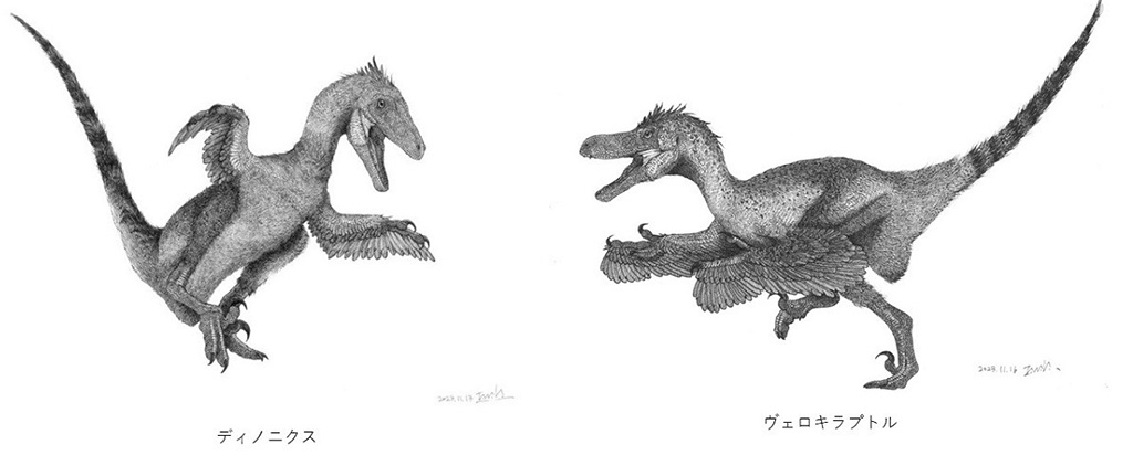 「ディノニクス」「ヴェロキラプトル」の精密画 THE STUDY ROOMエキュート上野店（東京都/台東区）