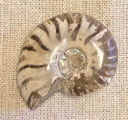 アンモナイトの化石/THE STUDY ROOMエキュート上野店（東京都/台東区）