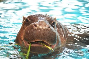 コビトカバ（ミニカバ）ってどんな動物？見られる動物園は5つ！生態や性格、カバとの違いも解説