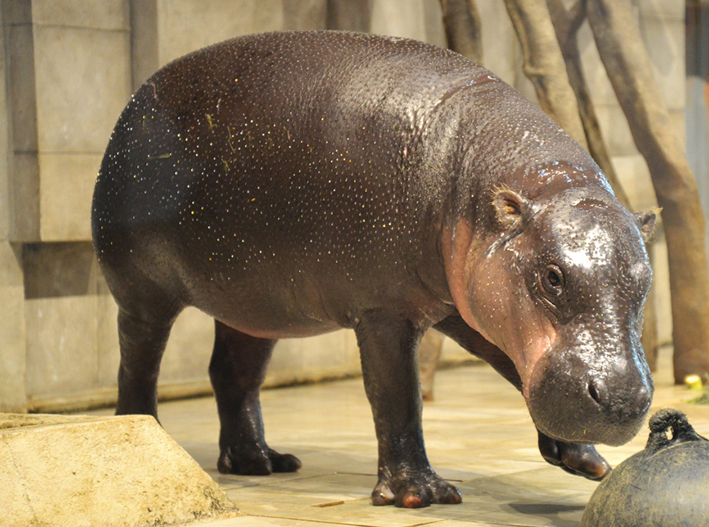 コビトカバのメス「フルフル」/NIFREL（大阪府／吹田市）
