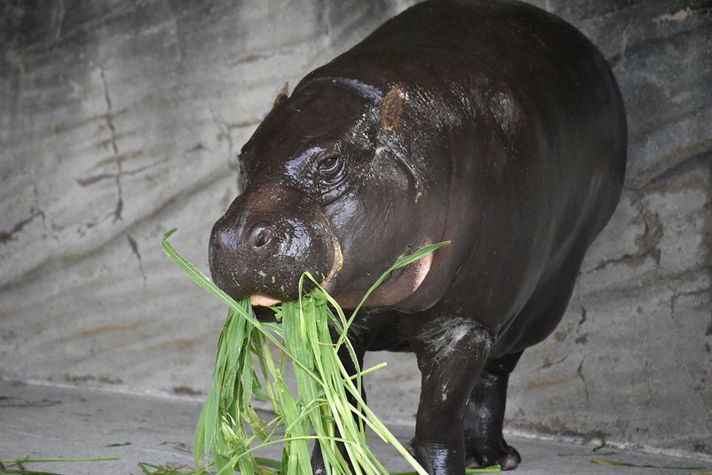 エサを食べるコビトカバ/東山動植物園（愛知県／名古屋市）