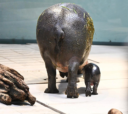 コビトカバ「ネルネル」「フルフル」親子/NIFREL（大阪府／吹田市）