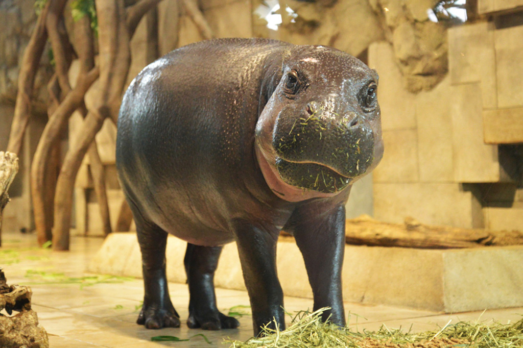 コビトカバ「モトモト」のNIFREL時代/上野動物園（東京都）