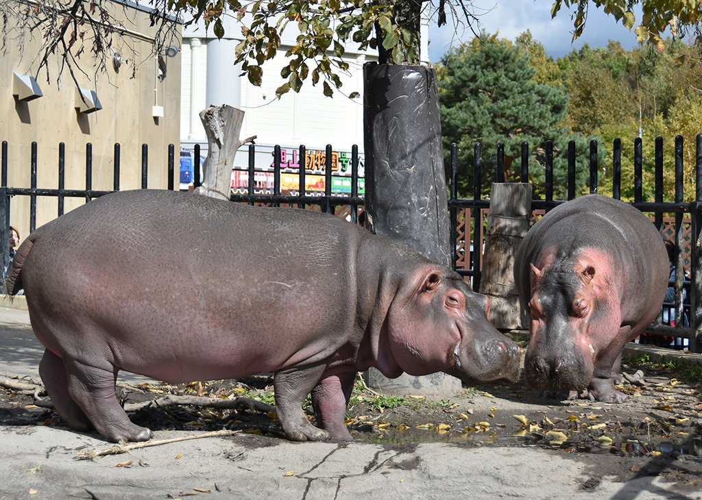 旭川市旭山動物園のカバ