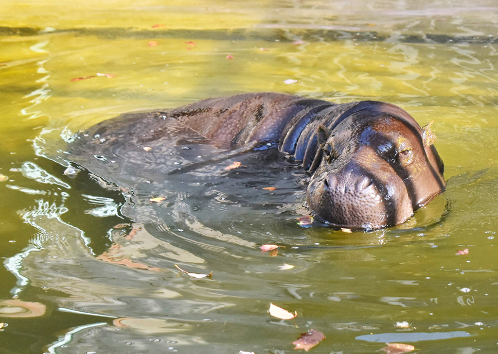 水面から顔の3分の1くらいを出すコビトカバ/東山動植物園（愛知県／名古屋市）