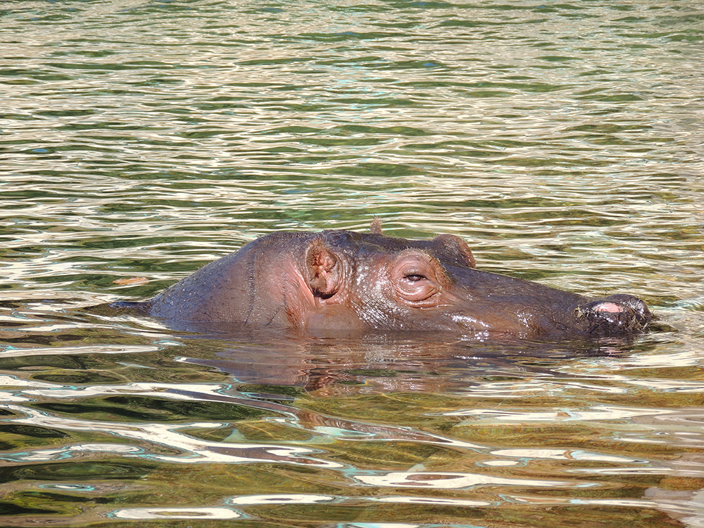水面から顔を出すコビトカバ/東山動植物園（愛知県／名古屋市）