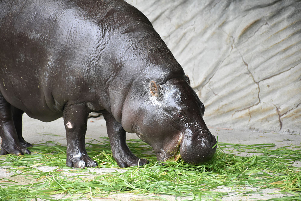コビトカバ「コユリ」/東山動植物園（愛知県／名古屋市）