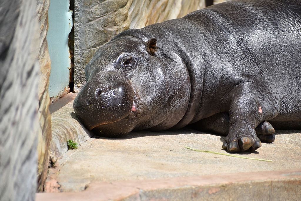 コビトカバ「ミライ」/東山動植物園（愛知県／名古屋市）