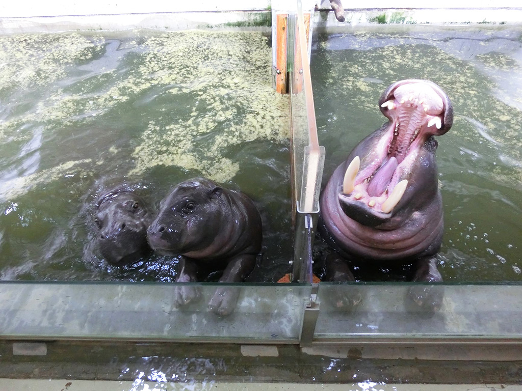 コビトカバ「ヒカル」/いしかわ動物園（石川県／能美市）