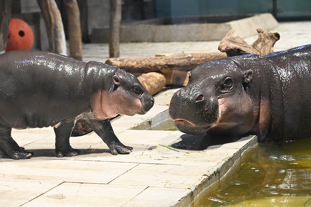 コビトカバ「ネムネム」とお母さんの「フルフル」/NIFREL（大阪府／吹田市）