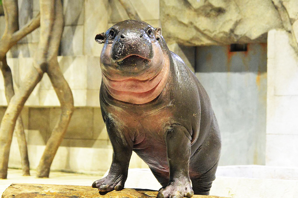 コビトカバ「テンテン」/NIFREL（大阪府／吹田市）