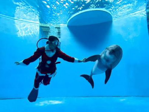 水中ドルフィンパフォーマンス「Art of Dolphin」/上越市立水族博物館「うみがたりのクリスマス2023」（新潟県）