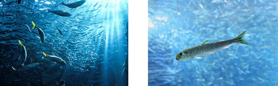 舞鰯シャイニリュージョン～クリスマスver.～/上越市立水族博物館「うみがたりのクリスマス2023」（新潟県）