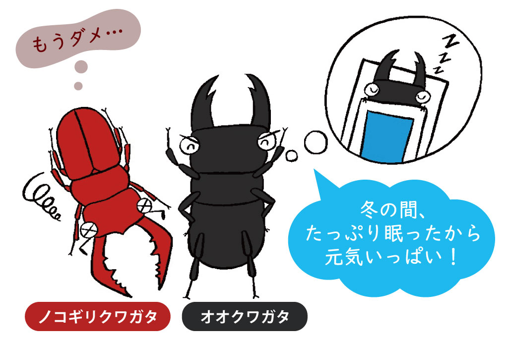 カブトムシクワガタ寿命