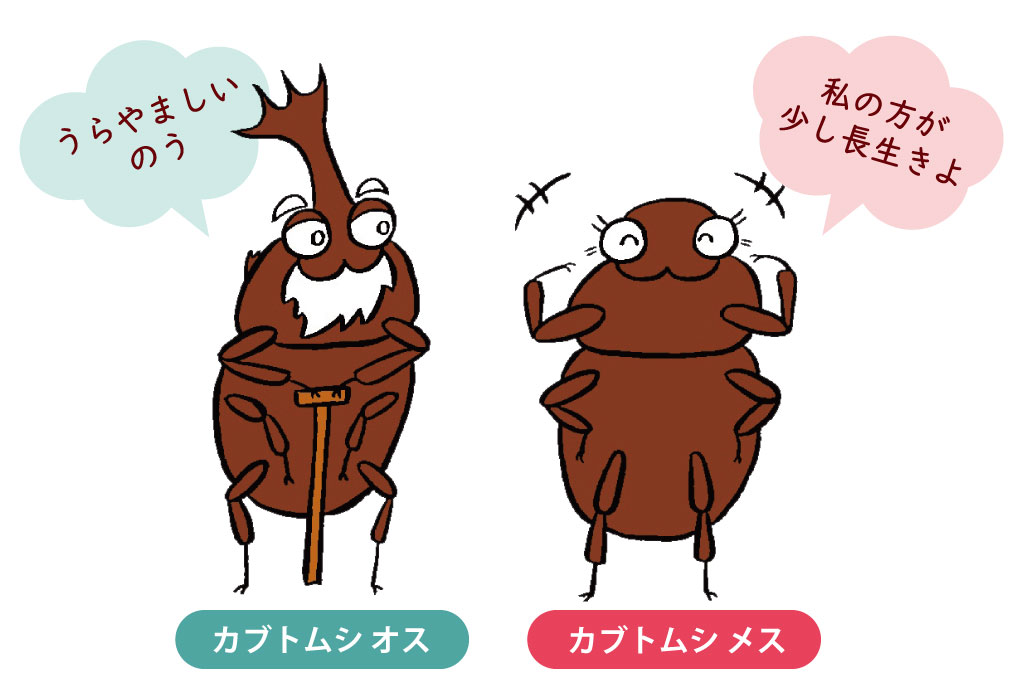 カブトムシクワガタ寿命