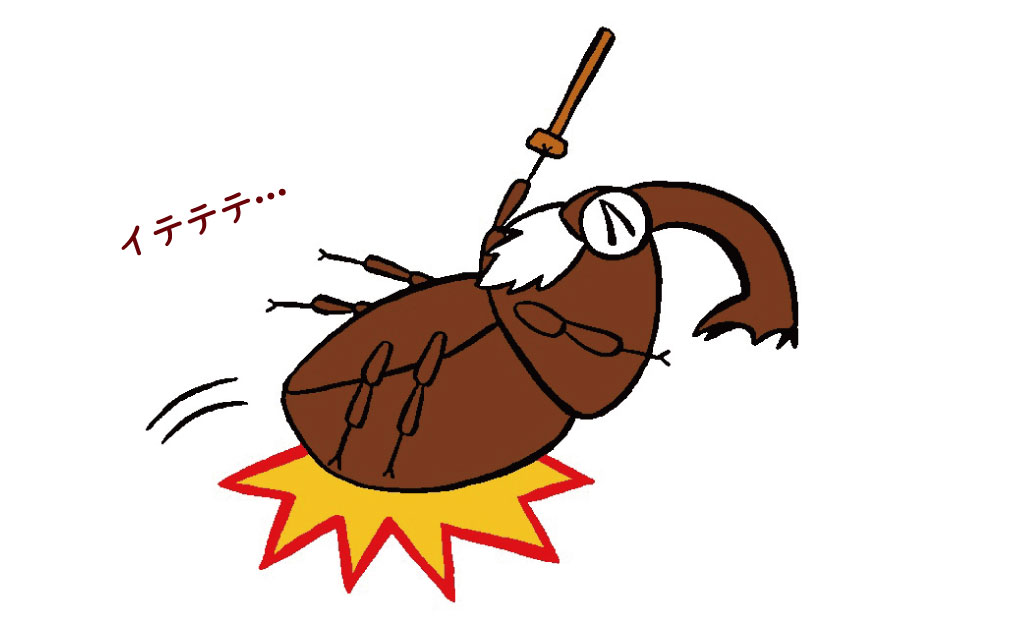 カブトムシクワガタ寿命