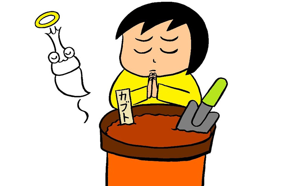 カブトムシクワガタ寿命