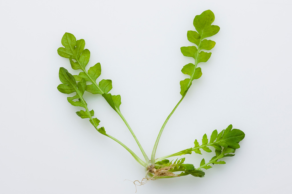 ほとけのざ (仏の座)