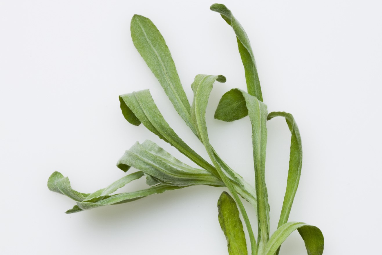 ごぎょう (御形)