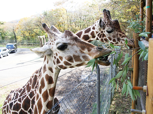 富士サファリパークのキリンの食事シーン