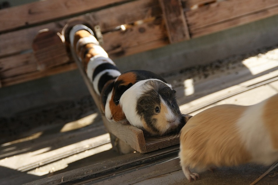 掃除の時移動するモルモットきゃらばん/市川市動植物園(千葉県/市川市)