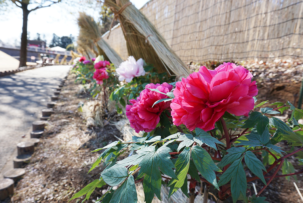 新春ぼたん展(埼玉県/東松山市)