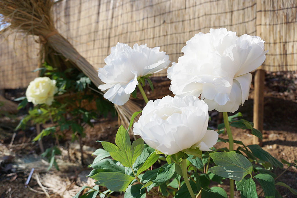 新春ぼたん展(埼玉県/東松山市)