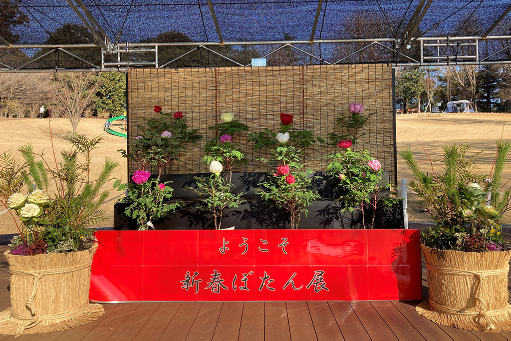 新春ぼたん展(埼玉県/東松山市)